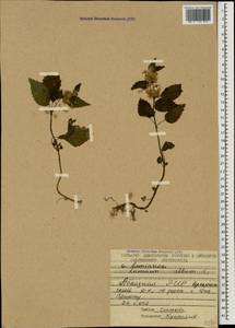 Lamium album L., Caucasus, Abkhazia (K4a) (Abkhazia)