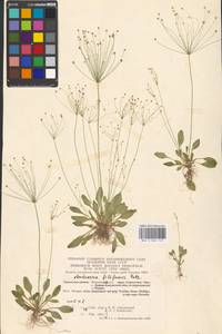 Androsace filiformis Retz., Eastern Europe, Moscow region (E4a) (Russia)