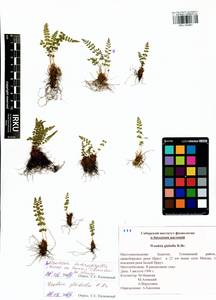 Woodsia glabella, Siberia, Baikal & Transbaikal region (S4) (Russia)