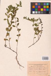 MHA 0 155 196, Teucrium chamaedrys L., Eastern Europe, West Ukrainian region (E13) (Ukraine)