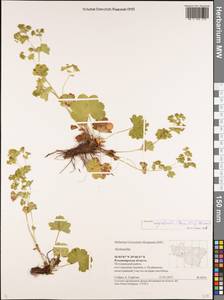 Alchemilla oxyodonta (Buser) C. G. Westerl., Eastern Europe, Central region (E4) (Russia)
