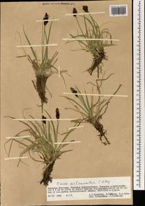 Carex melanantha C.A.Mey., Mongolia (MONG) (Mongolia)