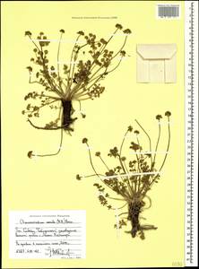 Chamaesciadium acaule (M. Bieb.) Boiss., Caucasus, Stavropol Krai, Karachay-Cherkessia & Kabardino-Balkaria (K1b) (Russia)