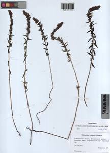 Odontites vulgaris, Siberia, Altai & Sayany Mountains (S2) (Russia)