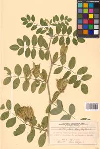 Astragalus glycyphyllos L., Eastern Europe, Moscow region (E4a) (Russia)