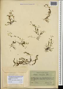 Arenaria rotundifolia M. Bieb., Caucasus, Stavropol Krai, Karachay-Cherkessia & Kabardino-Balkaria (K1b) (Russia)