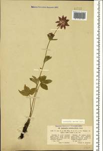 Astrantia maxima Pall., Caucasus, North Ossetia, Ingushetia & Chechnya (K1c) (Russia)
