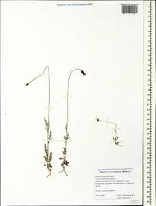 Papaver dubium subsp. stevenianum (Mikheev) Kubát & Å, Caucasus, Black Sea Shore (from Novorossiysk to Adler) (K3) (Russia)