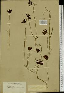 Fritillaria meleagroides Patrin ex Schult. & Schult.f., Siberia (no precise locality) (S0) (Russia)