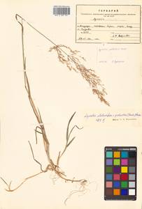 Agrostis stolonifera L., Siberia, Russian Far East (S6) (Russia)