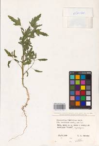 Chenopodium ficifolium Sm., Eastern Europe, North Ukrainian region (E11) (Ukraine)