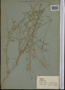 Astragalus, Middle Asia, Pamir & Pamiro-Alai (M2) (Tajikistan)