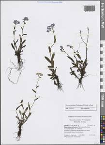 Myosotis asiatica (Vestergr. ex Hultén) Schischk. & Serg., Siberia, Central Siberia (S3) (Russia)