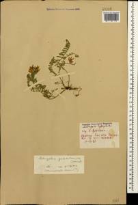 Astragalus onobrychis L., Caucasus, Armenia (K5) (Armenia)