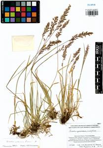 Trisetum altaicum Roshev., Siberia, Baikal & Transbaikal region (S4) (Russia)