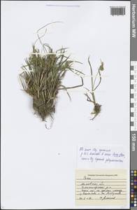 Carex flava L., Eastern Europe, Moscow region (E4a) (Russia)