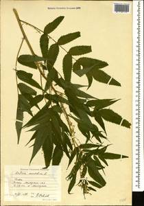 Datisca cannabina L., Caucasus, Azerbaijan (K6) (Azerbaijan)