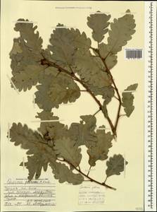 Quercus petraea (Matt.) Liebl., Caucasus, Turkish Caucasus (NE Turkey) (K7) (Turkey)