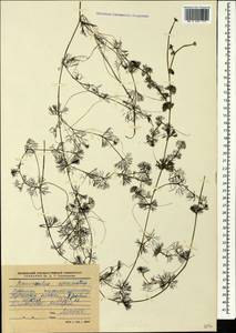 Ranunculus circinatus Sibth., Caucasus, Krasnodar Krai & Adygea (K1a) (Russia)
