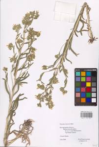 MHA 0 153 819, Onosma tinctoria M. Bieb., Eastern Europe, Central forest-and-steppe region (E6) (Russia)