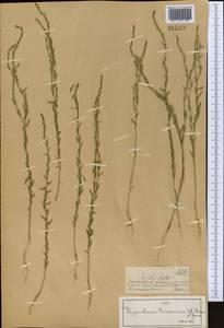 Thymelaea passerina (L.) Coss. & Germ., Middle Asia, Dzungarian Alatau & Tarbagatai (M5) (Kazakhstan)