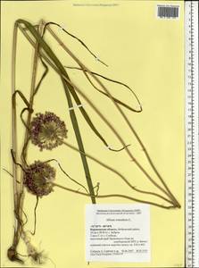 Allium rotundum L., Eastern Europe, Central forest-and-steppe region (E6) (Russia)