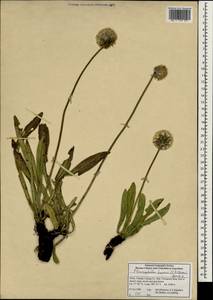 Bassecoia hookeri (C. B. Cl.) V.Mayer & Ehrend., South Asia, South Asia (Asia outside ex-Soviet states and Mongolia) (ASIA) (China)