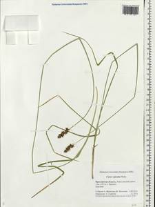 Carex spicata subsp. spicata, Eastern Europe, Central forest region (E5) (Russia)