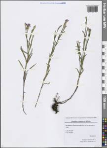 Dianthus campestris M. Bieb., Eastern Europe, Eastern region (E10) (Russia)