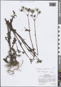 Sonchus oleraceus L., Eastern Europe, Middle Volga region (E8) (Russia)