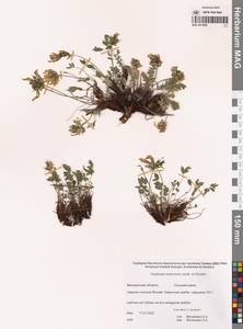 Oxytropis evenorum Jurtzev & A.P.Khokhr., Siberia, Chukotka & Kamchatka (S7) (Russia)