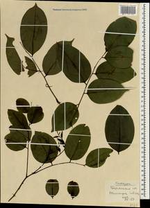 Pterocarpus indicus Willd., South Asia, South Asia (Asia outside ex-Soviet states and Mongolia) (ASIA) (India)