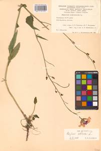 Hesperis sibirica L., Eastern Europe, Eastern region (E10) (Russia)