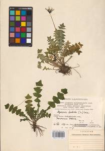 Aposeris foetida (L.) Less., Eastern Europe, West Ukrainian region (E13) (Ukraine)