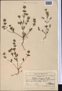 Nepeta pungens (Bunge) Benth., Middle Asia, Northern & Central Tian Shan (M4) (Kazakhstan)