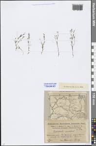 Psammophiliella muralis (L.) Ikonn., Eastern Europe, Eastern region (E10) (Russia)