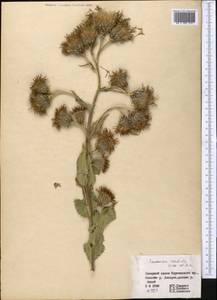 Saussurea sordida Kar. & Kir., Middle Asia, Northern & Central Tian Shan (M4) (Kyrgyzstan)