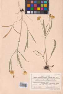 Ranunculus illyricus L., Eastern Europe, North Ukrainian region (E11) (Ukraine)