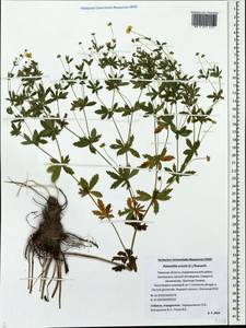 Potentilla erecta (L.) Raeusch., Eastern Europe, North-Western region (E2) (Russia)