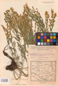Genista tinctoria L., Eastern Europe, Eastern region (E10) (Russia)