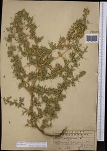 Ononis spinosa subsp. hircina (Jacq.)Gams, Middle Asia, Pamir & Pamiro-Alai (M2) (Tajikistan)