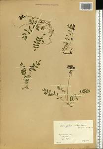 Astragalus norvegicus Grauer, Eastern Europe, Northern region (E1) (Russia)