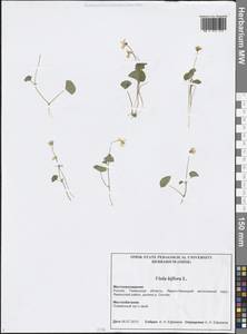 Viola biflora L., Siberia, Western Siberia (S1) (Russia)