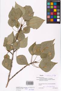 Populus tremuloides Michx., Eastern Europe, Central region (E4) (Russia)