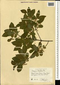 Euonymus leiophloeus Stev., Caucasus, North Ossetia, Ingushetia & Chechnya (K1c) (Russia)