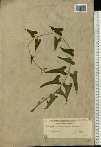 Cynanchum acutum L., Eastern Europe, Lower Volga region (E9) (Russia)