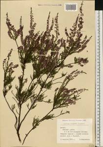 Calluna vulgaris (L.) Hull, Eastern Europe, Latvia (E2b) (Latvia)