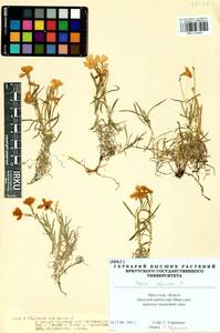 Phlox sibirica L., Siberia, Baikal & Transbaikal region (S4) (Russia)