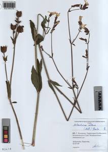 KUZ 004 279, Silene latifolia subsp. alba (Miller) Greuter & Burdet, Siberia, Altai & Sayany Mountains (S2) (Russia)