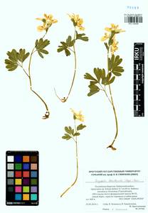 Corydalis bracteata (Steph.) Pers., Siberia, Baikal & Transbaikal region (S4) (Russia)